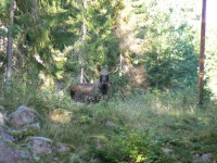 /album/bildgalleri/alg1-jpg/