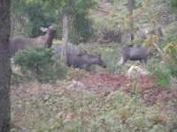 /album/bildgalleri/alg2-jpg/