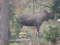 /album/bildgalleri/alg3-jpg/