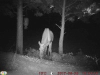 /album/bildgalleri/ko-jpg/