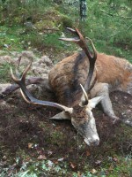 /album/bildgalleri/kron-jpg/