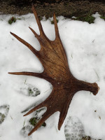 /album/bildgalleri/hornet-jpg/